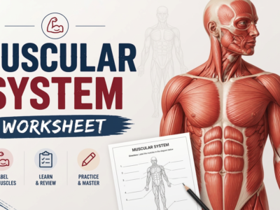 Muscular System Worksheet